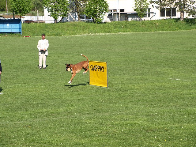 www.atibox.net * www.euroboxer.eu * www.boxergenealogia.eu